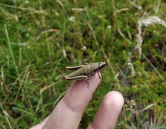 Agesander ruficornis