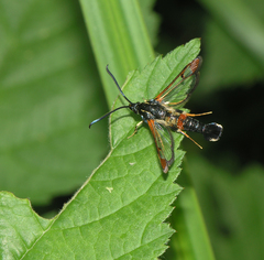 Synanthedon formicaeformis
