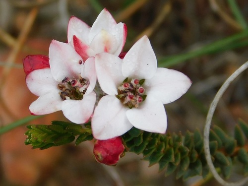 Adenandra brachyphylla