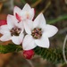 Adenandra brachyphylla - Photo Oikeuksia ei pidätetä, lähettänyt Klaus Wehrlin