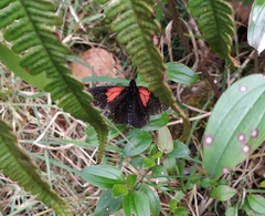 Altinote trinacria chea