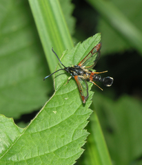 Synanthedon formicaeformis