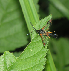 Synanthedon formicaeformis