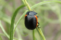 Chrysolina gypsophilae