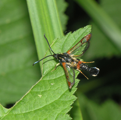 Synanthedon formicaeformis