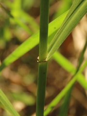Phragmites vallatoria