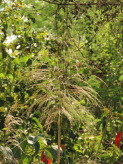 Phragmites vallatoria