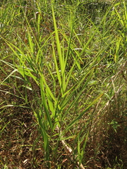 Phragmites vallatoria