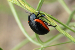 Chrysolina gypsophilae