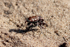 Cicindela soluta