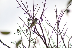 Myiarchus yucatanensis