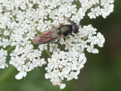 Cheilosia soror