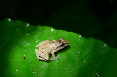 Craugastor lauraster