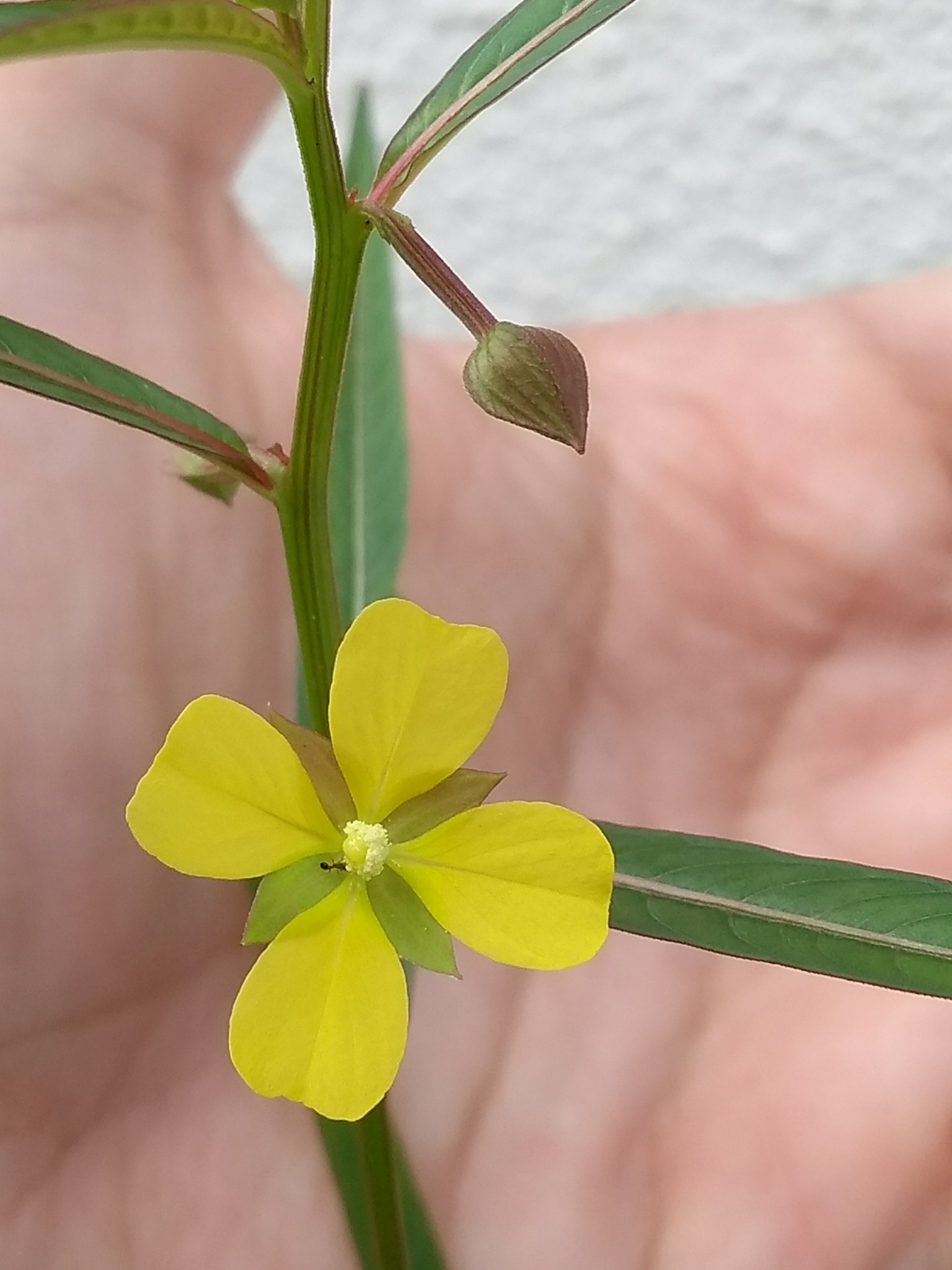 Ludwigia octovalvis