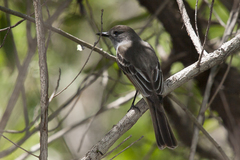 Myiarchus stolidus