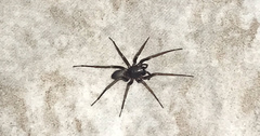 Corinninae