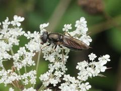 Cheilosia soror