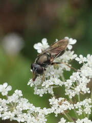 Cheilosia soror