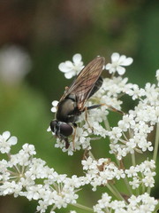 Cheilosia soror