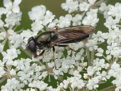 Cheilosia soror