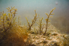 Gongolaria barbata