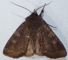 Cerastis tenebrifera