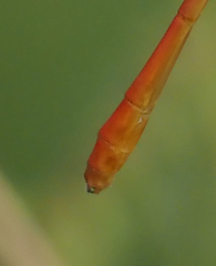 Ceriagrion suave