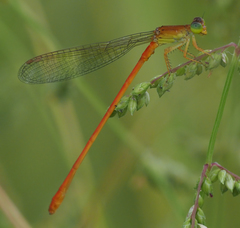 Ceriagrion suave