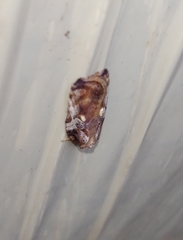 Acleris cristana