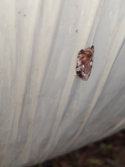 Acleris cristana