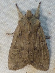 Lithophane disposita