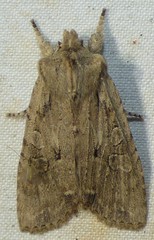 Lithophane disposita