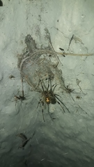Latrodectus geometricus