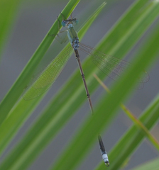 Lestes pallidus