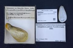 Polished Paper Mussel