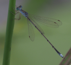 Lestes pallidus