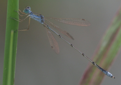 Lestes pallidus