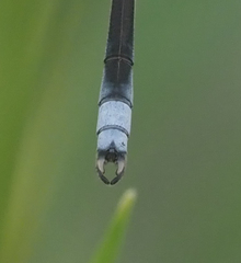 Lestes pallidus