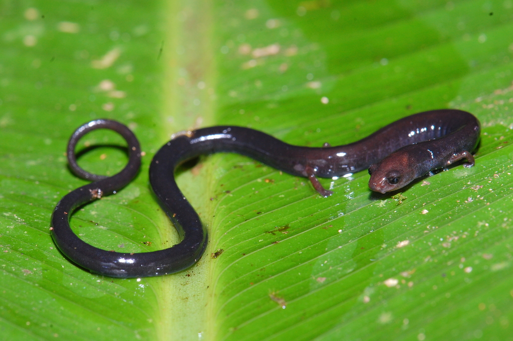 Honduran Lowland Worm Salamander in February 2017 by Josue Ramos ...