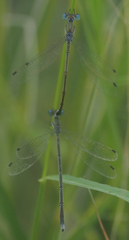 Lestes pallidus