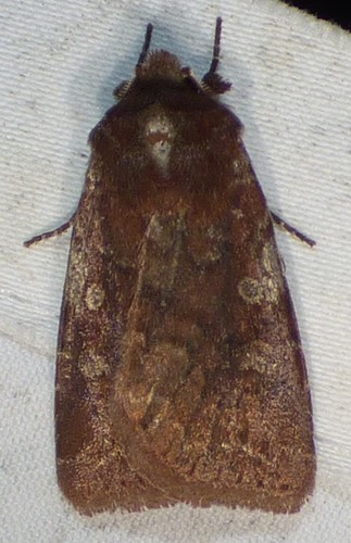 Reddish Speckled Dart photo 3