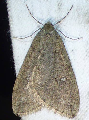 White-spotted Cankerworm Moth photo 3