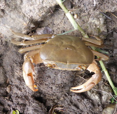 Potamonautes warreni