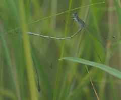 Lestes pallidus