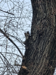 Sciurus carolinensis