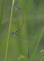 Lestes pallidus