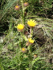 Berkheya echinacea