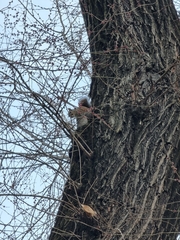 Sciurus carolinensis