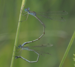 Lestes pallidus