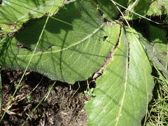 Berkheya echinacea